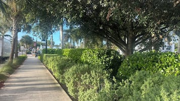 A paved pathway flanked by dense greenery and trees, leading towards a distant building.