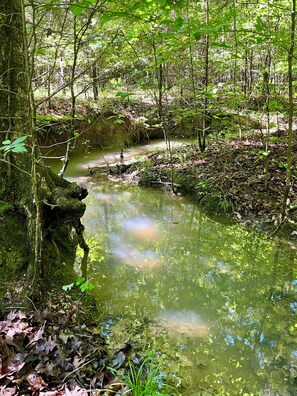 Un ruisseau de forêt à l’eau claire, bordé d’arbres et de feuillage.