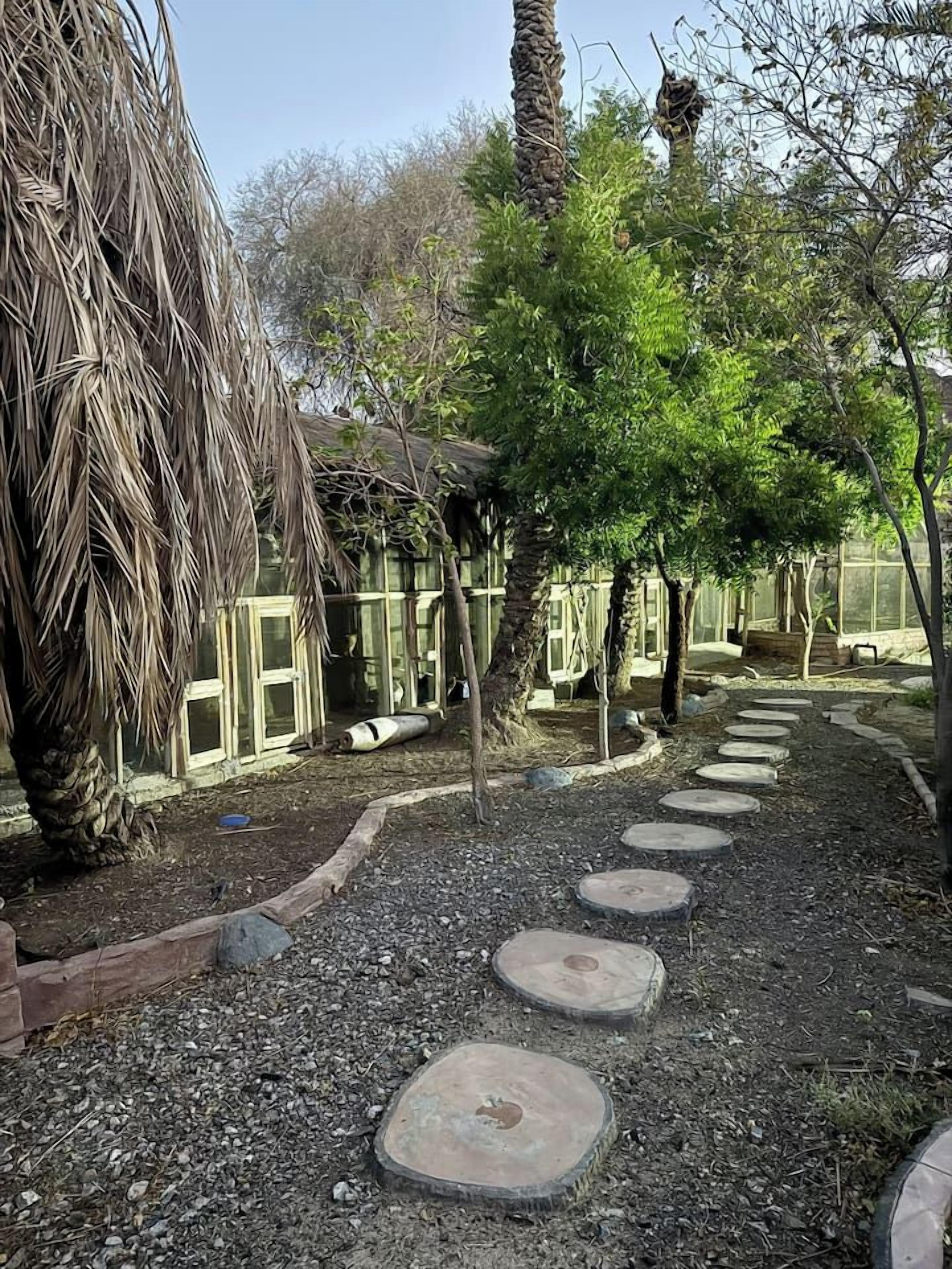 A garden with a gravel path, palm trees, and a building with large windows.