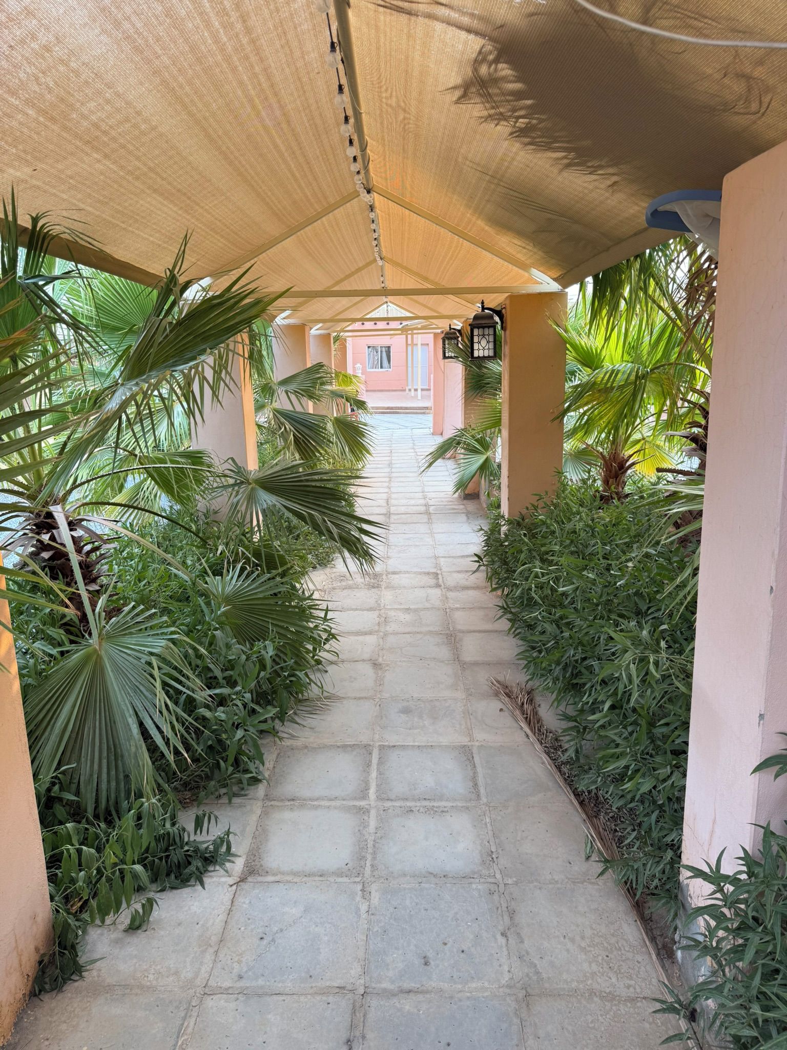 A covered pathway lined with palm trees and plants, leading to a building with a pink facade.