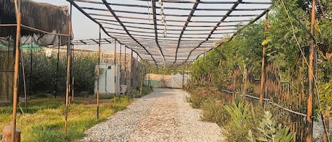 A pathway leading through a greenhouse structure with a metal frame and hanging lights.