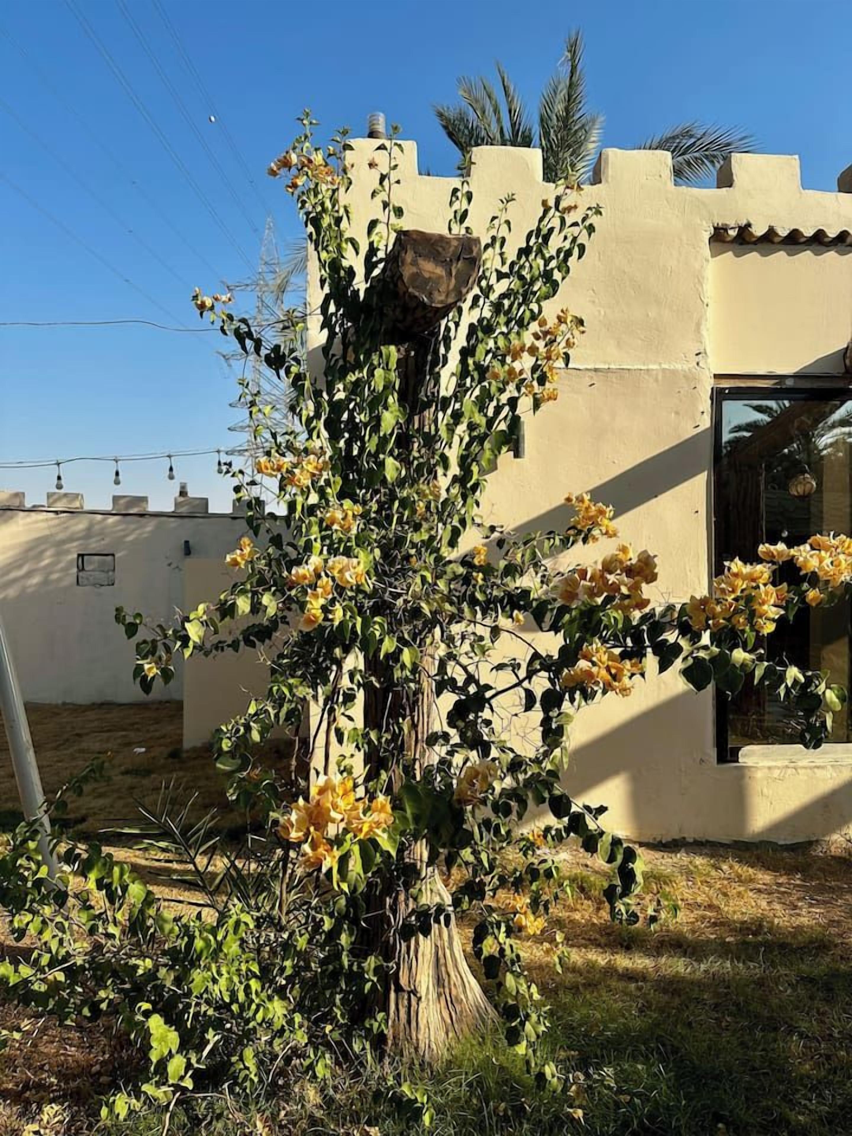 A building with a beige facade, a window, and a tree with yellow flowers.