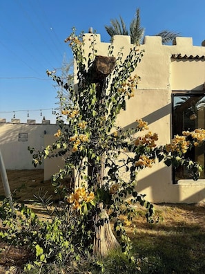 A building with a beige facade, a window, and a tree with yellow flowers.