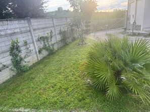 A grassy yard with a palm tree, a brick wall, and a metal fence.