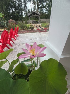 A garden with a pink lotus flower, red chairs, and a gazebo.