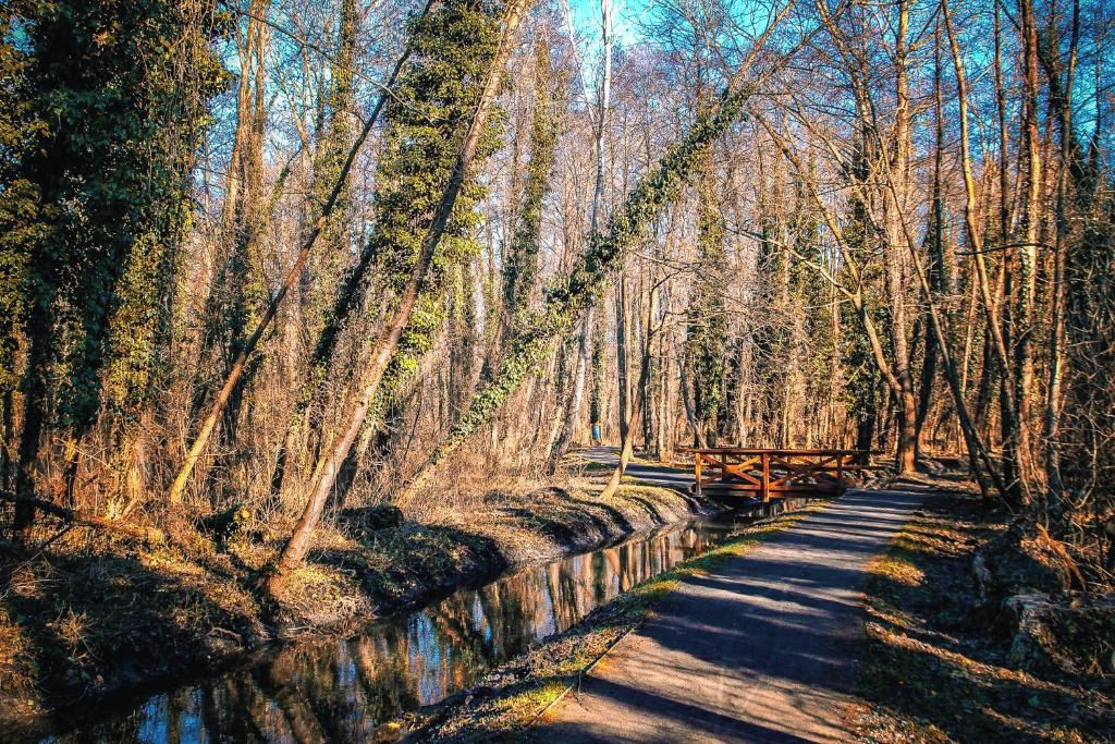 A forested area with a paved path and a wooden bridge.