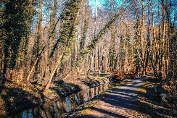 A forested area with a paved path and a wooden bridge.