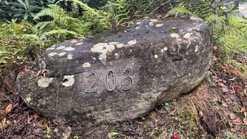 A large rock with the number 203 engraved on it, surrounded by dense greenery and ferns.