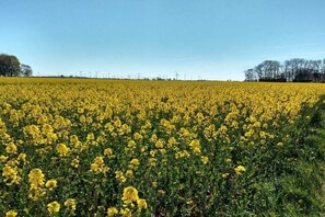 A vast field of yellow flowers under a clear sky. - Holiday home with 1 bedroom (Neßmersiel)