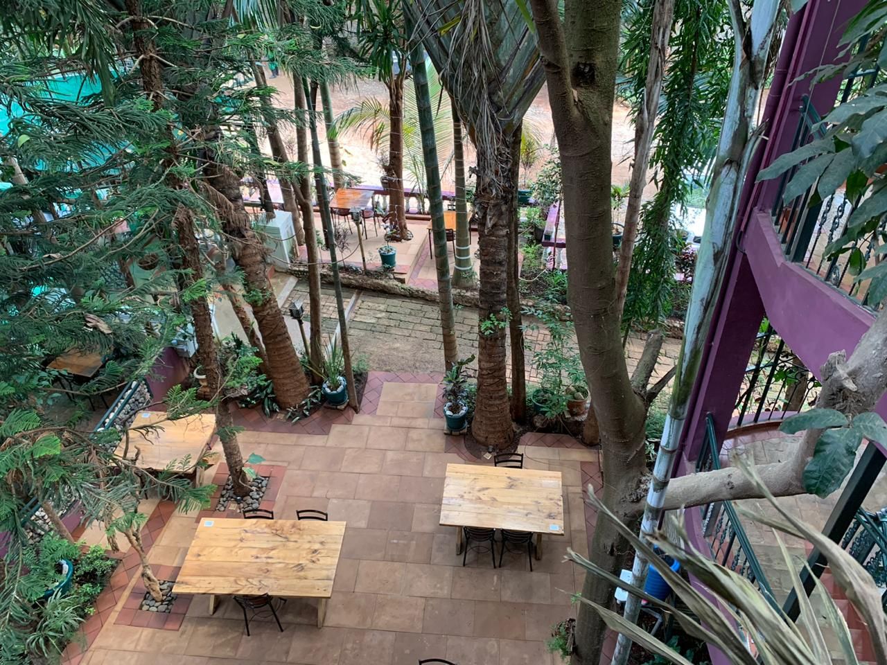 An outdoor patio area with multiple wooden tables and chairs, surrounded by tall palm trees and potted plants.