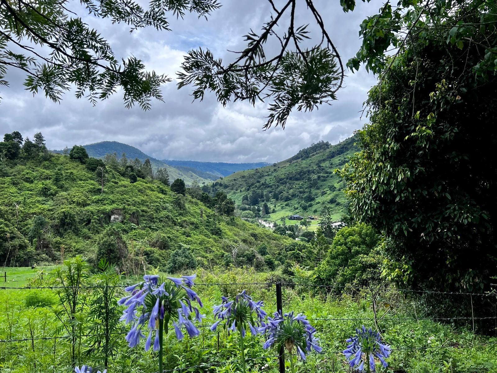 A lush green valley with a clear sky, surrounded by dense foliage and a fence.