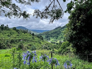 En frodig grøn dal med klar himmel, omgivet af tæt vegetation og et hegn.