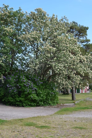 Un sendero bordeado de árboles con un camino de grava y un edificio al fondo.