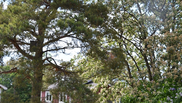 An outdoor seating area with a table and chairs, surrounded by trees and a grassy lawn. - Grönhögens Stugby (Degerhamn)