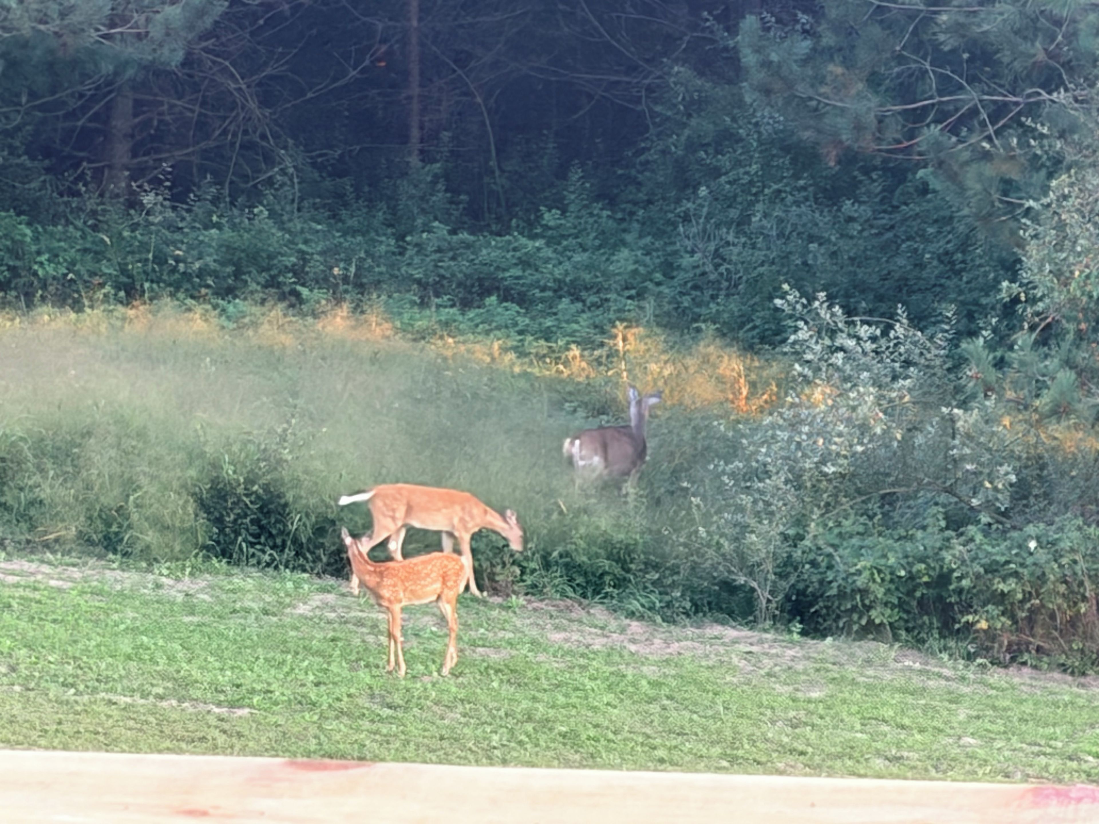 Un cerf se trouve dans une zone herbeuse, avec un feuillage dense en arrière-plan.