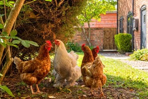 Un grupo de gallinas en un jardín con un edificio de ladrillo al fondo.