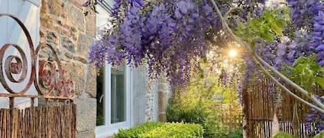Un jardín con un muro de piedra, una cerca de madera y enredaderas moradas en flor.