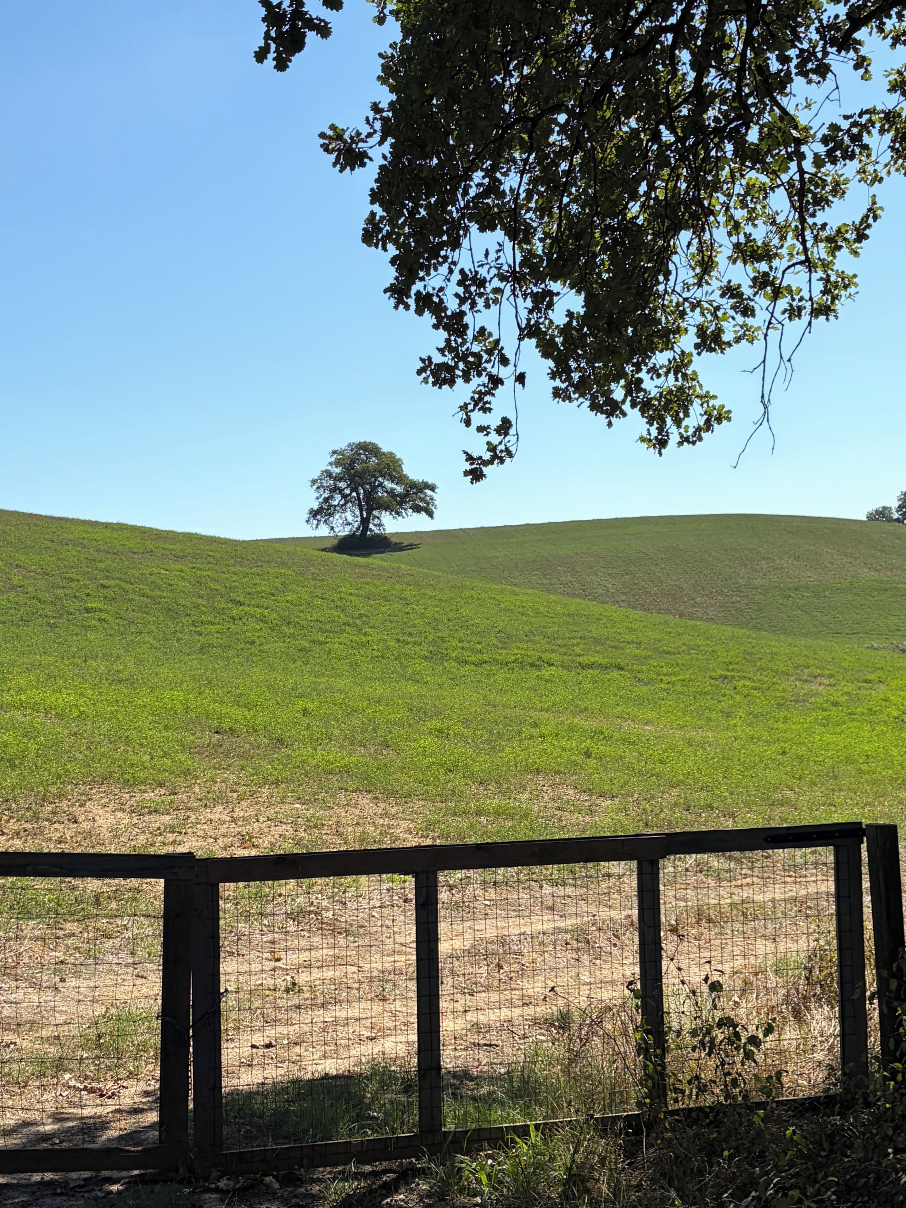 Un espace clos, délimité par une clôture, avec un seul arbre au sommet d’une colline herbeuse.