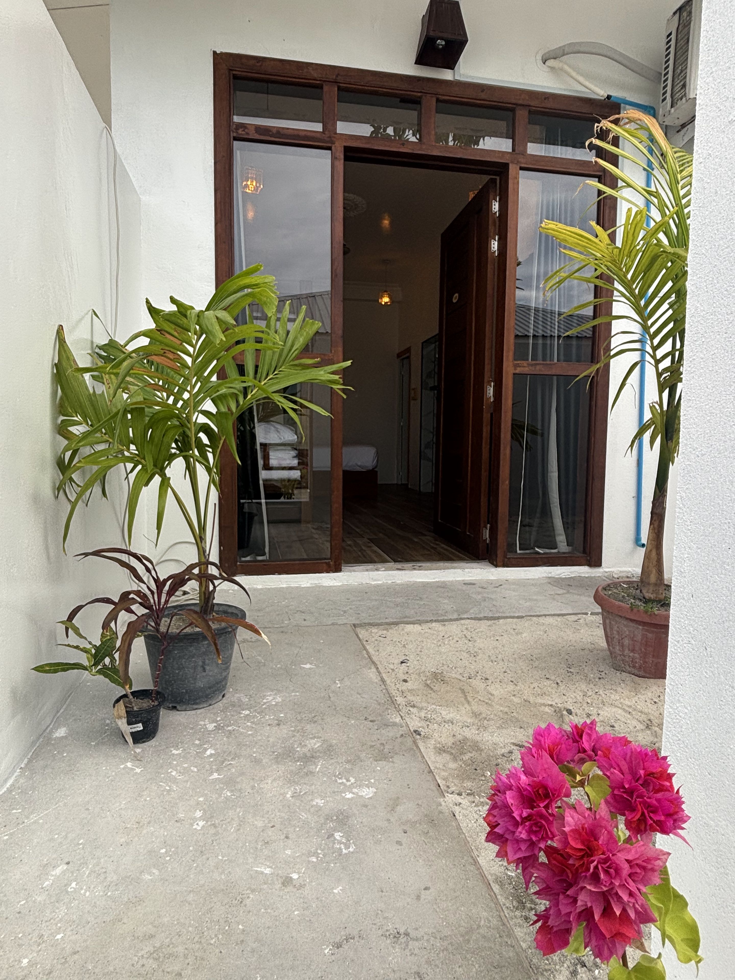 A potted plant, a concrete patio, and a doorway leading to a room.