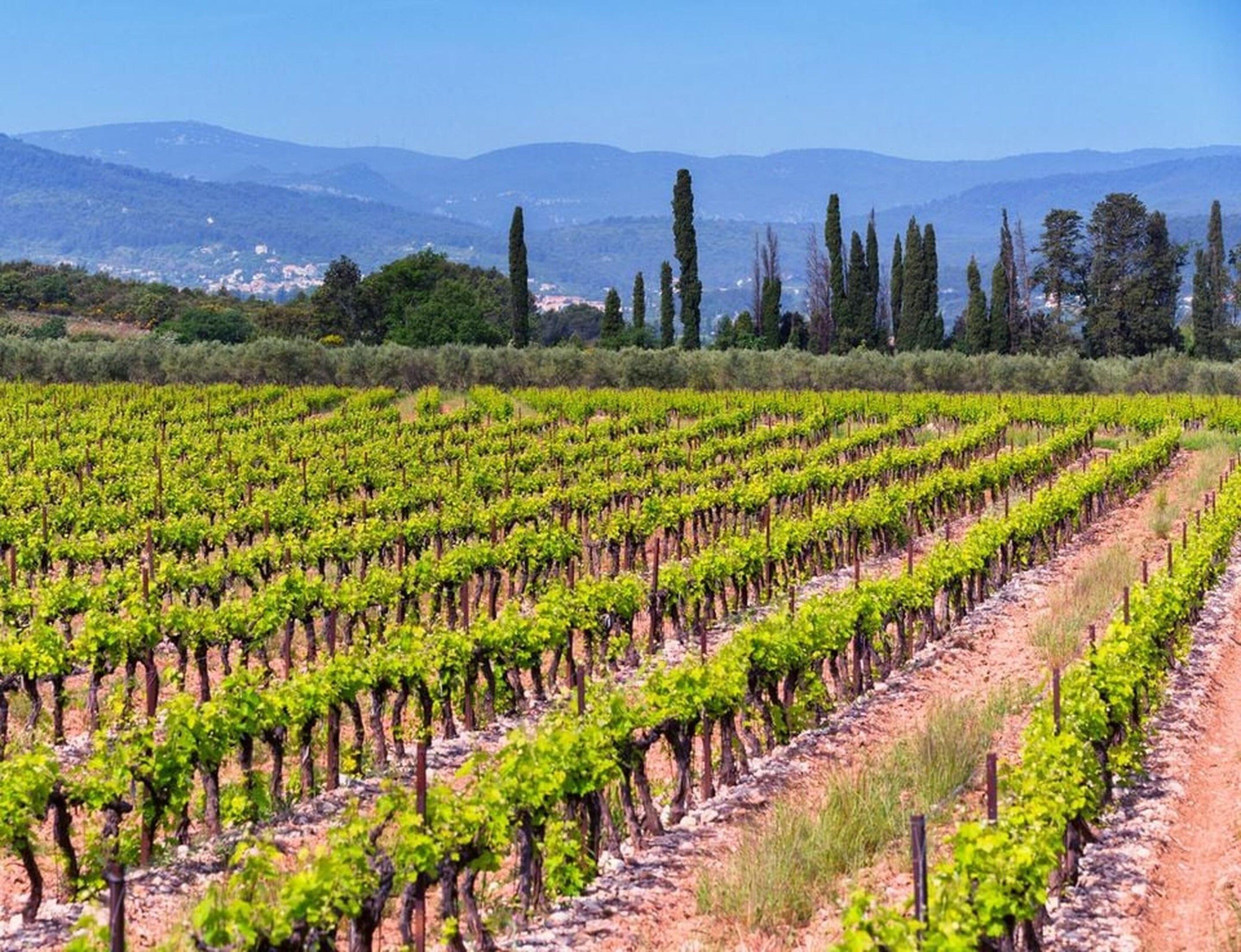 Un vignoble avec des rangées de vignes et une chaîne de montagnes en arrière-plan.