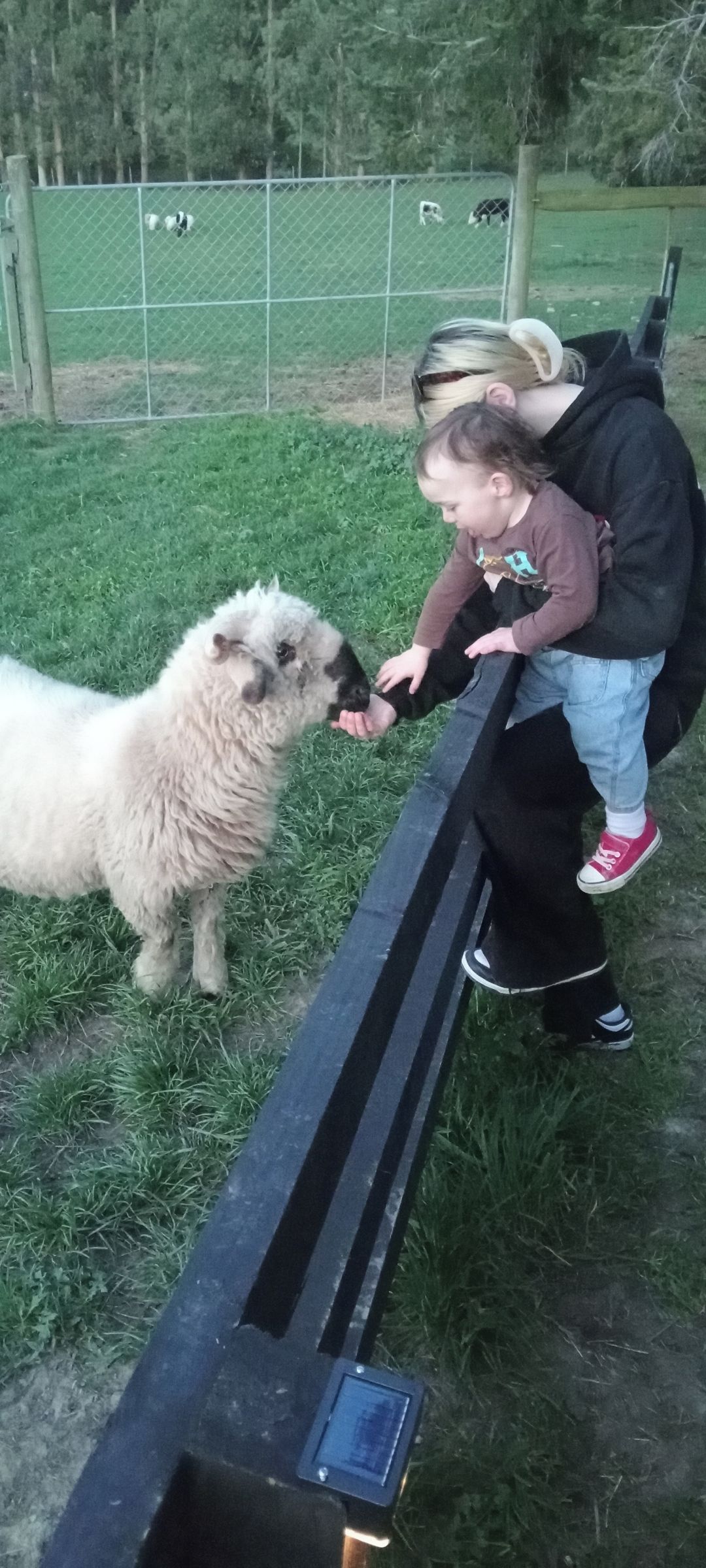Une personne nourrit un mouton dans un enclos délimité par une barrière en métal.