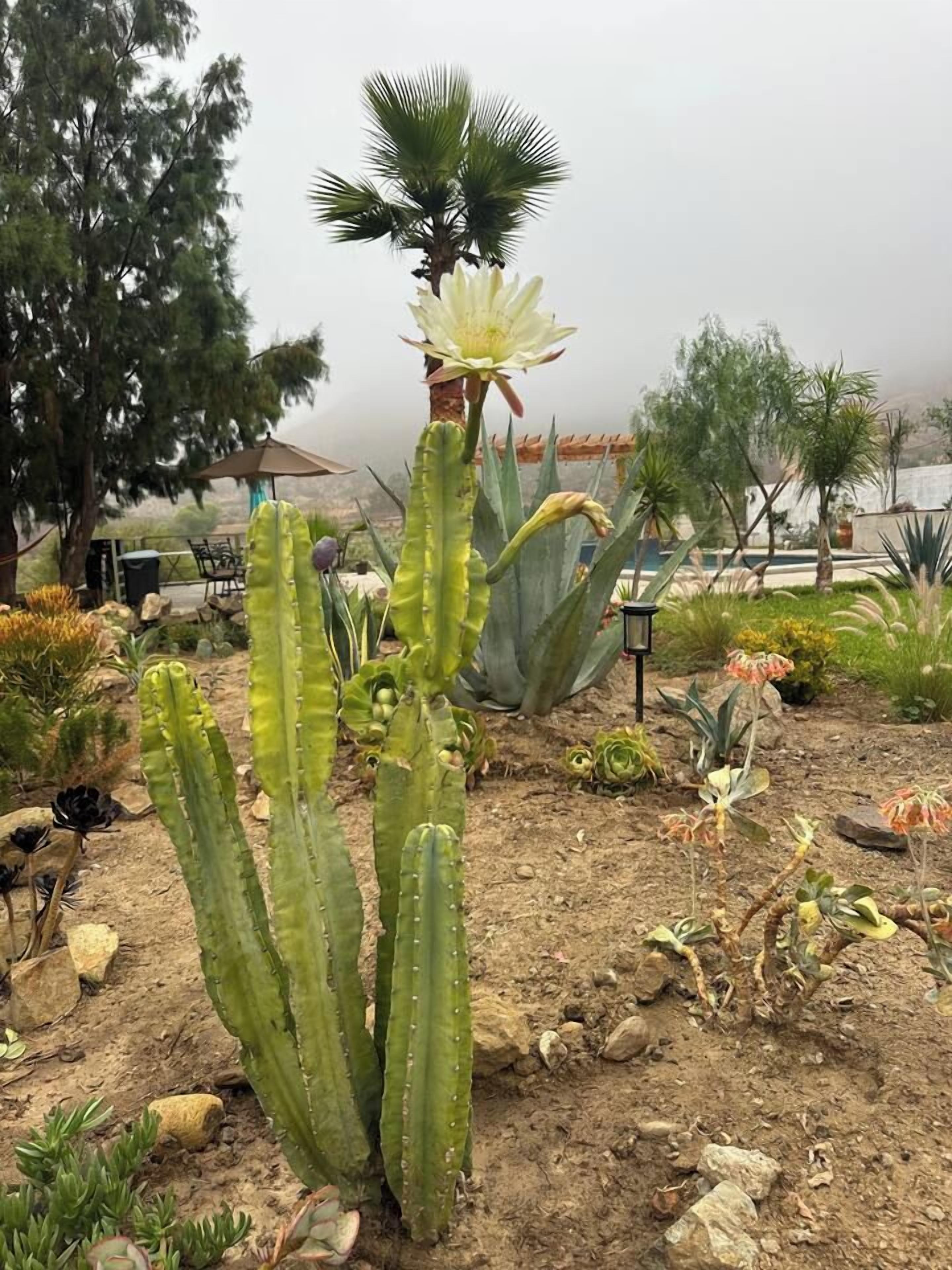 Um jardim de cactos com diversas espécies de cactos e uma palmeira.