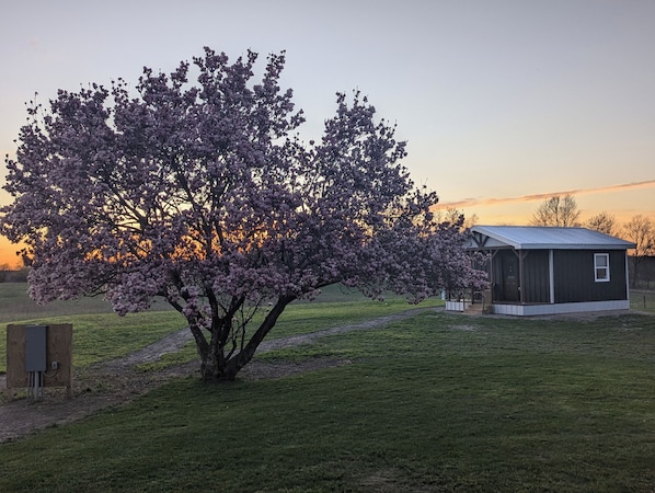 A tree with pink blossoms in a grassy area with a small building in the background.