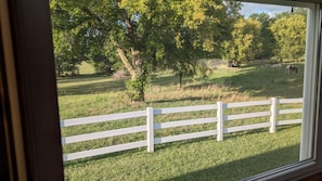 A view through a window of a white fence, a grassy field, and trees.