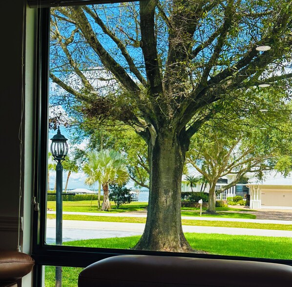A view from inside a room with a large window overlooking a tree-lined street.