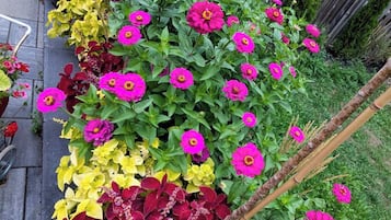 A garden with a variety of flowers and a wooden fence in the background.