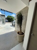 Una planta en maceta en una esquina, una puerta blanca y un cielo despejado.