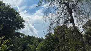 Une structure blanche en forme de dôme se dresse dans une zone herbeuse, avec des arbres et une étendue d’eau en arrière-plan.