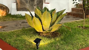 Una planta de agave en un área ajardinada con un muro de piedra y una estructura de ladrillo al fondo.
