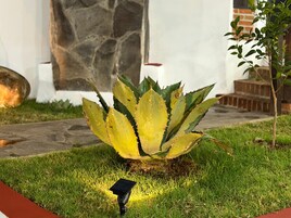 An agave plant in a landscaped area with a stone wall and a brick structure in the background.