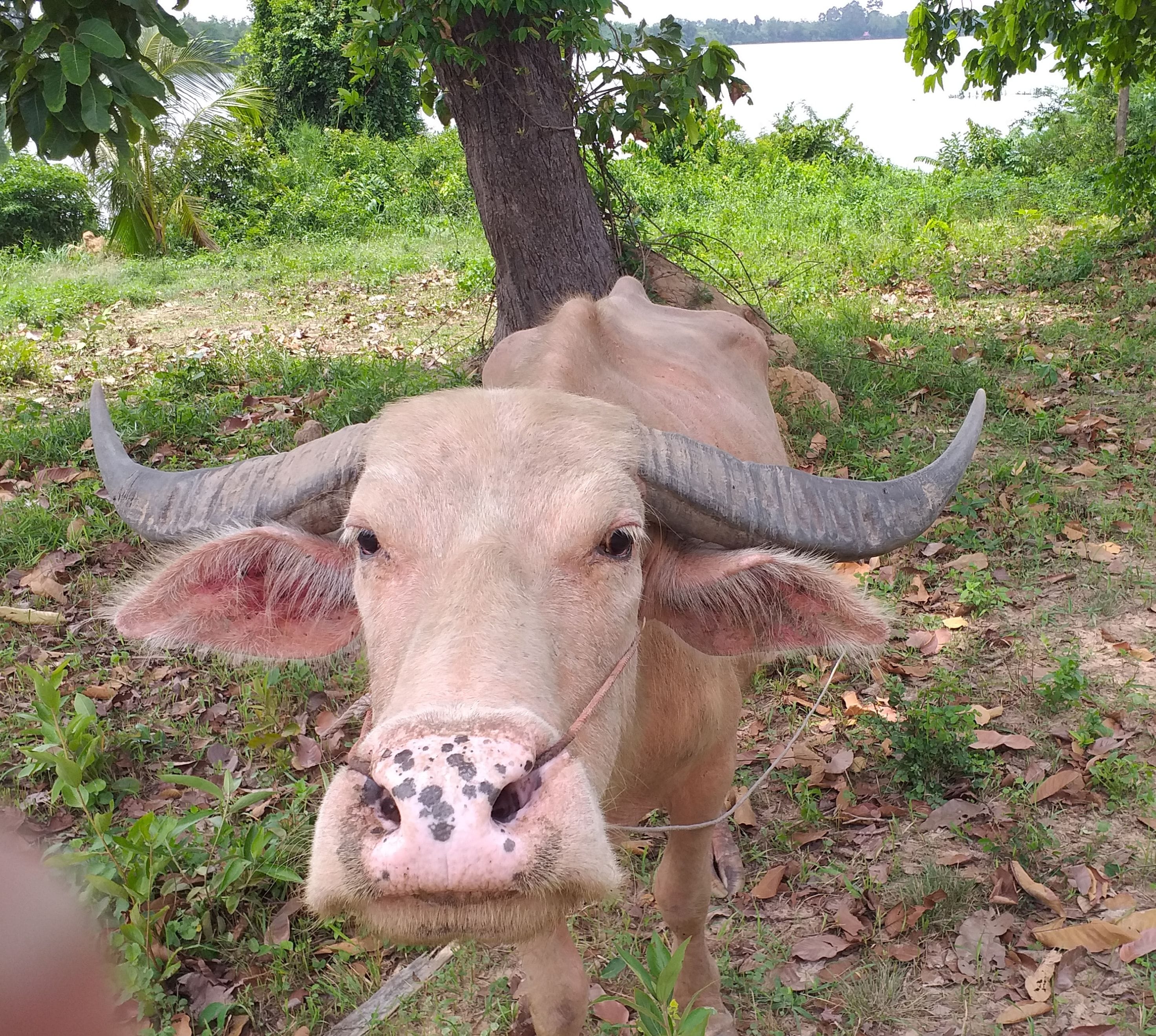 Uma vaca de chifres grandes deitada na grama perto de uma árvore.