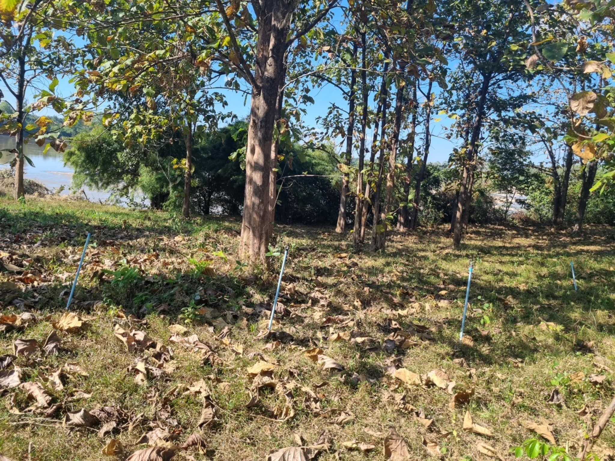 A natural outdoor area with trees, grass, and a body of water.