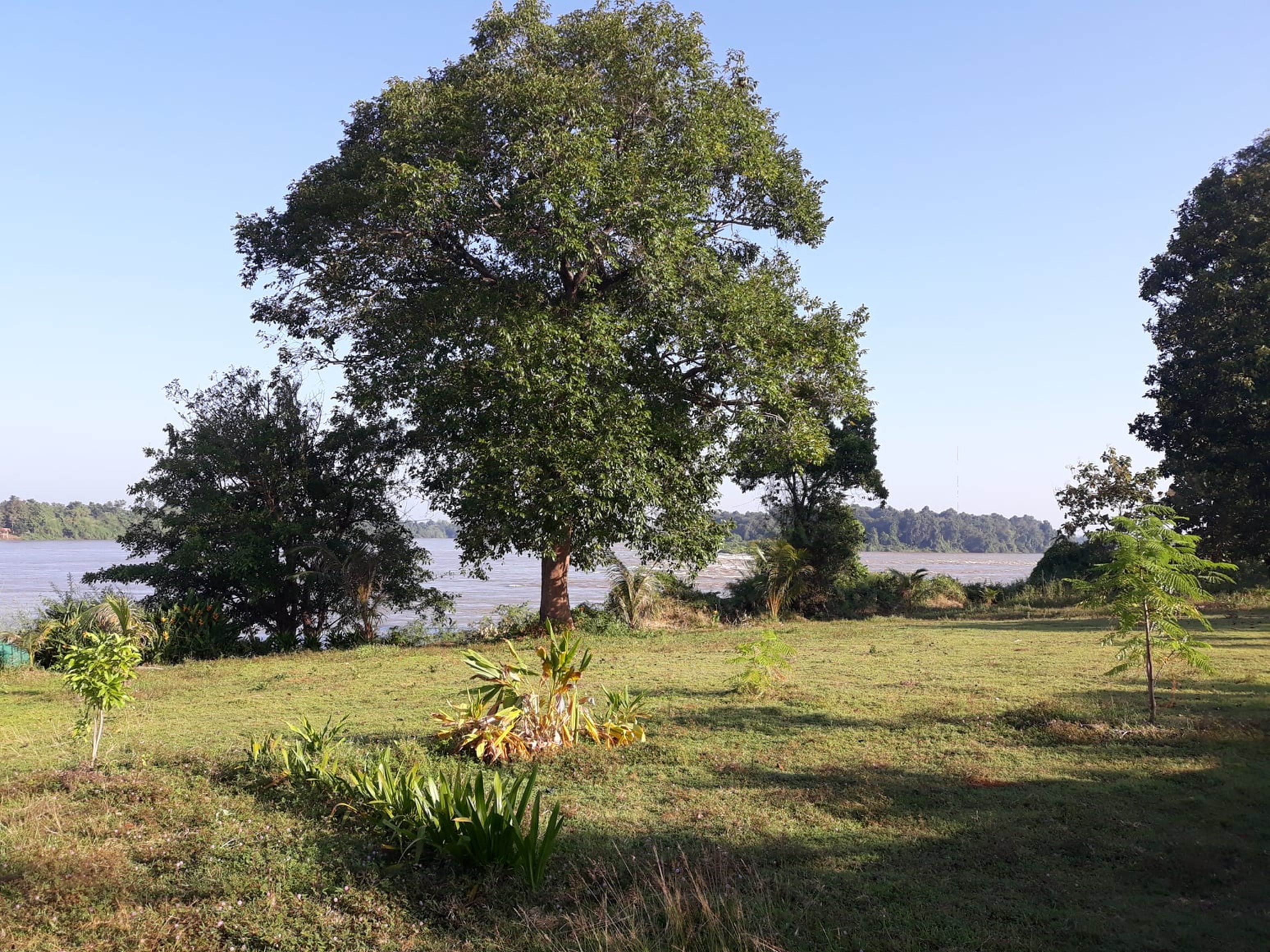 A grassy area with trees and a body of water.
