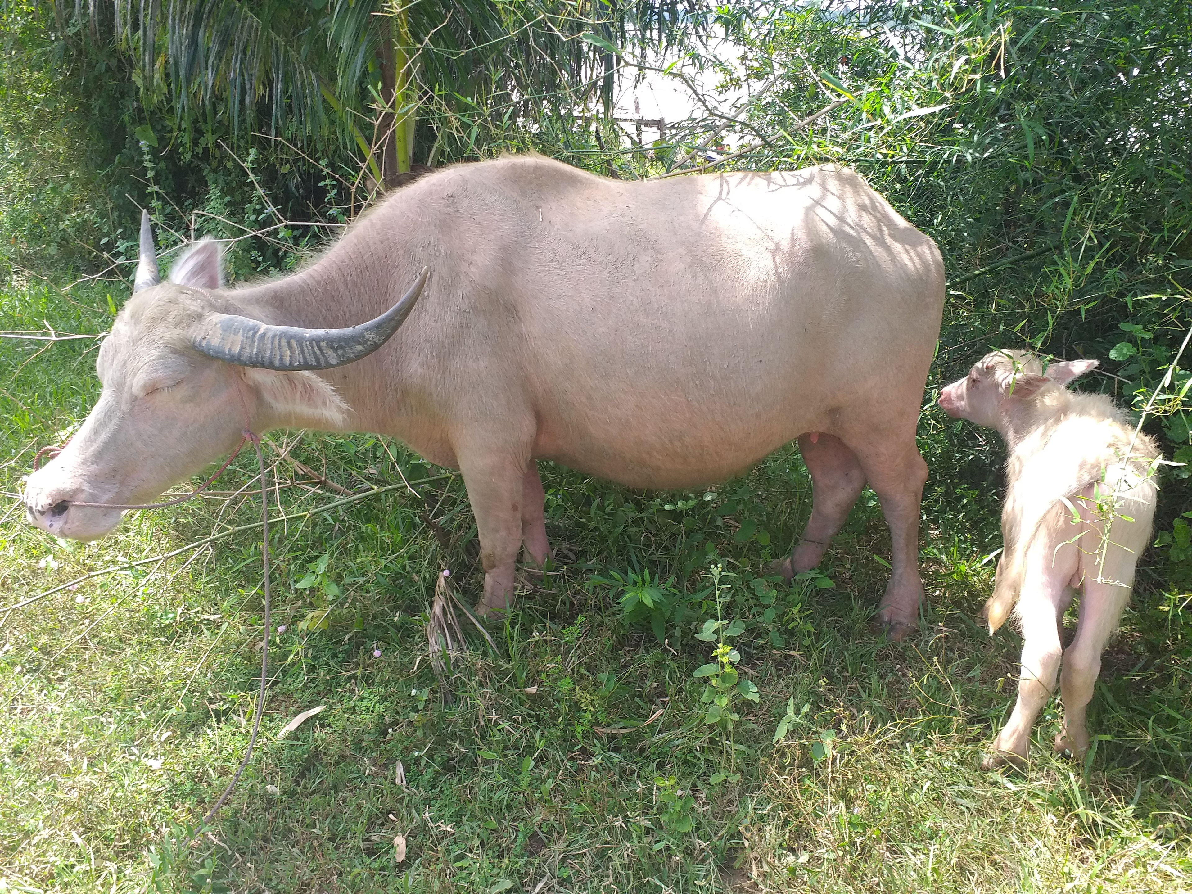 A buffalo with a calf in a grassy area with dense foliage in the background.