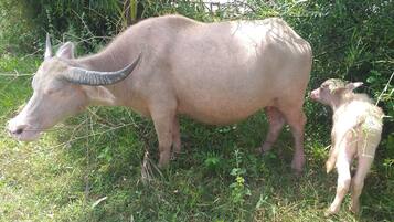 A buffalo with a calf in a grassy area with dense foliage in the background.