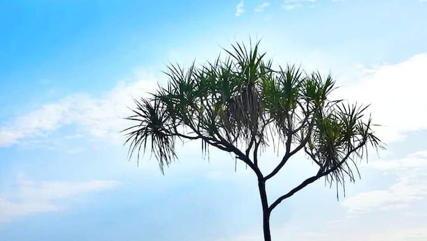 A beach with a single tree, a person on a bicycle, and a ship in the distance. - Ratnodwip Beach View Resort (Cox's Bazar)
