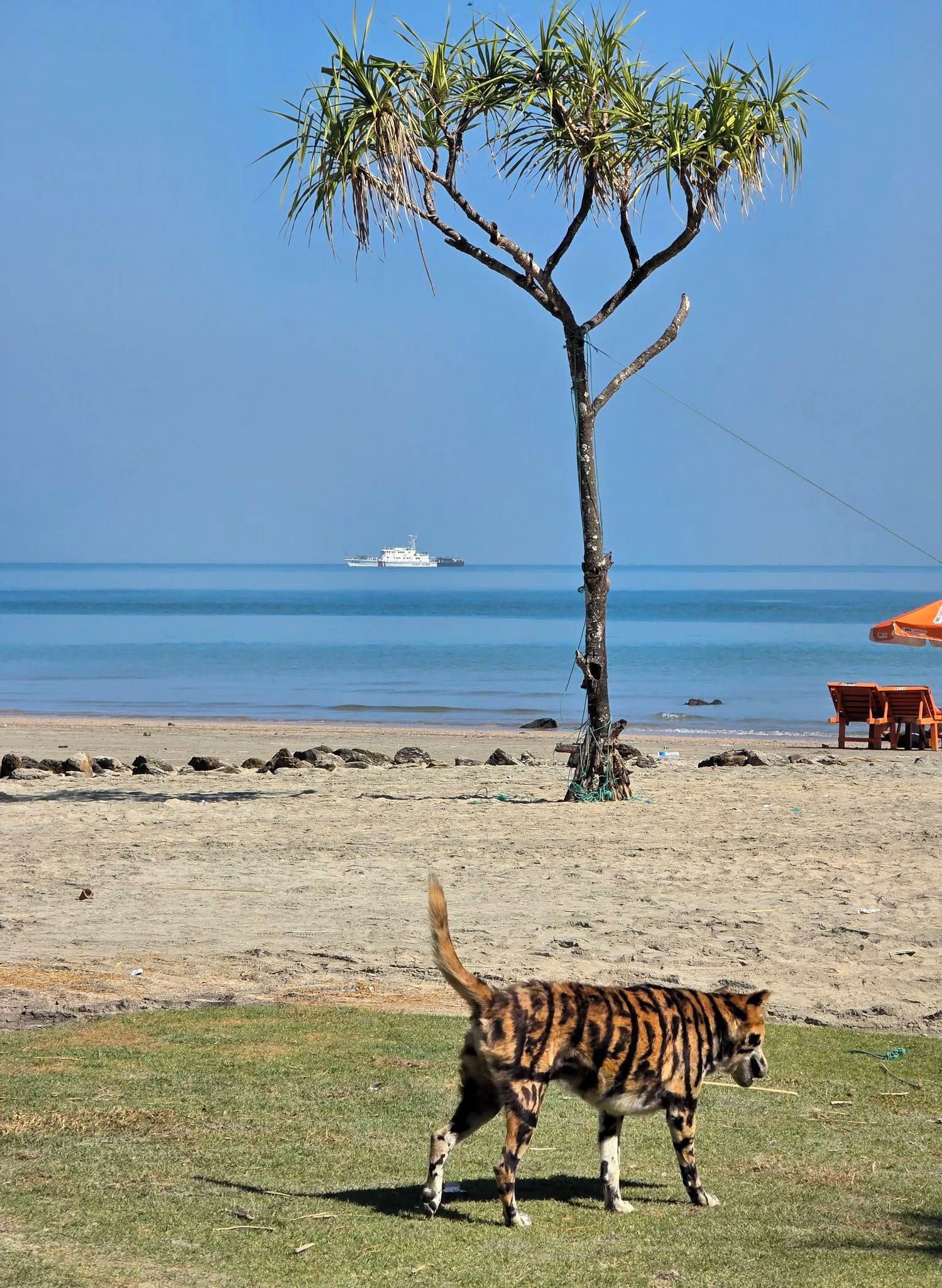 Une scène de plage avec un chat aux rayures de tigre marchant sur le sable, un palmier et un bateau au loin.