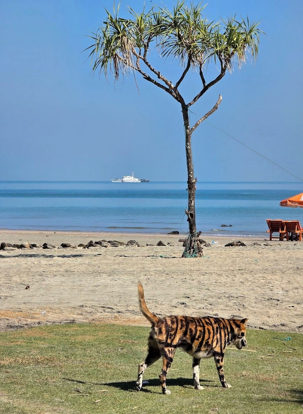 A beach scene with a tiger-striped cat walking on the sand, a palm tree, and a boat in the distance. - Ratnodwip Beach View Resort (Saint Martin's Island)
