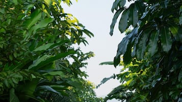 A pathway flanked by lush greenery, leading into a forested area.