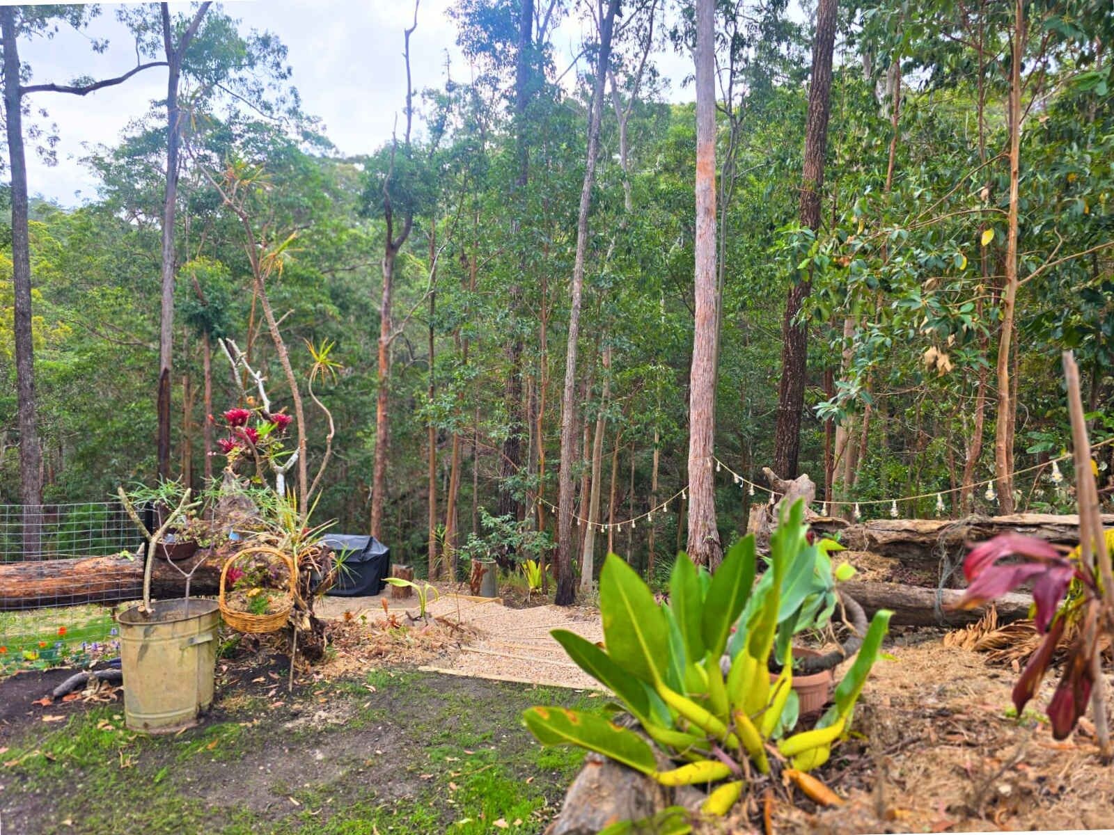 A forested area with a dirt path, various plants, and a metal bucket.