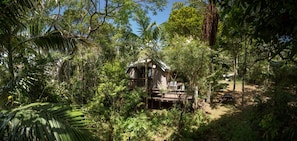 A wooden cabin surrounded by dense tropical foliage.