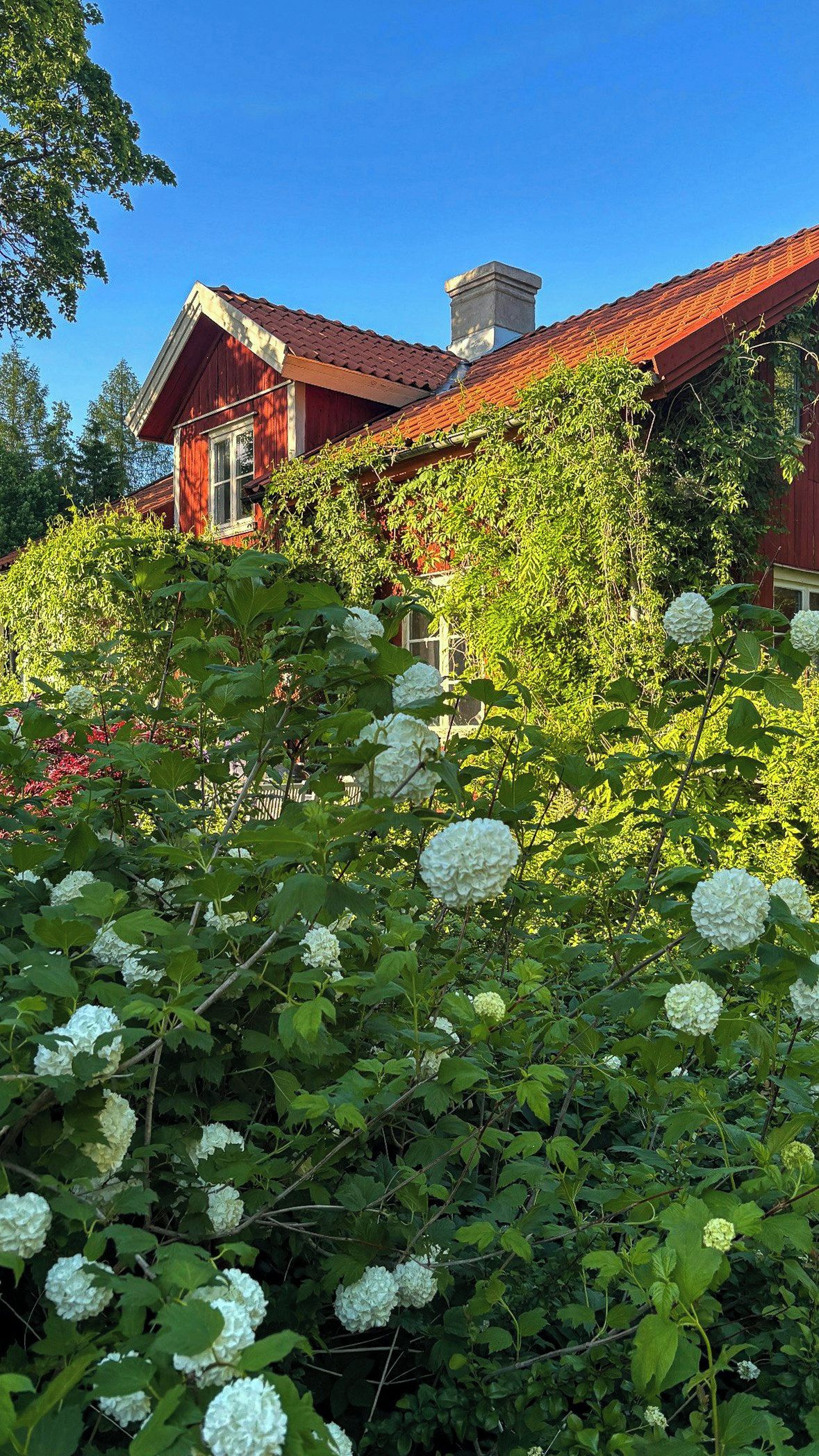 Une maison en bois rouge, avec un toit rouge, entourée d’une végétation luxuriante et de fleurs d’hortensia blanches.