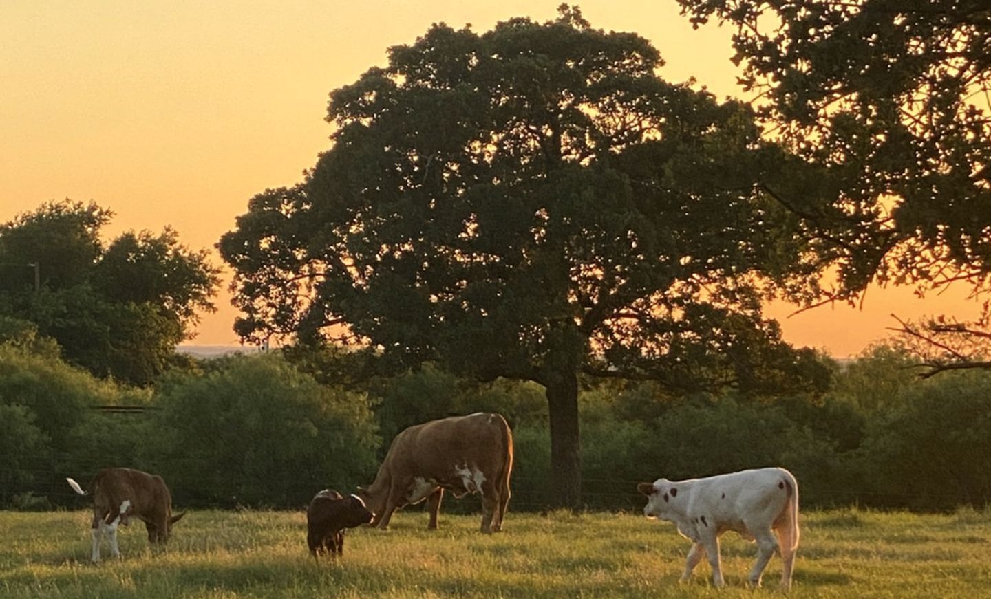 Un champ où paissent des vaches, un grand arbre et un ciel dégagé.