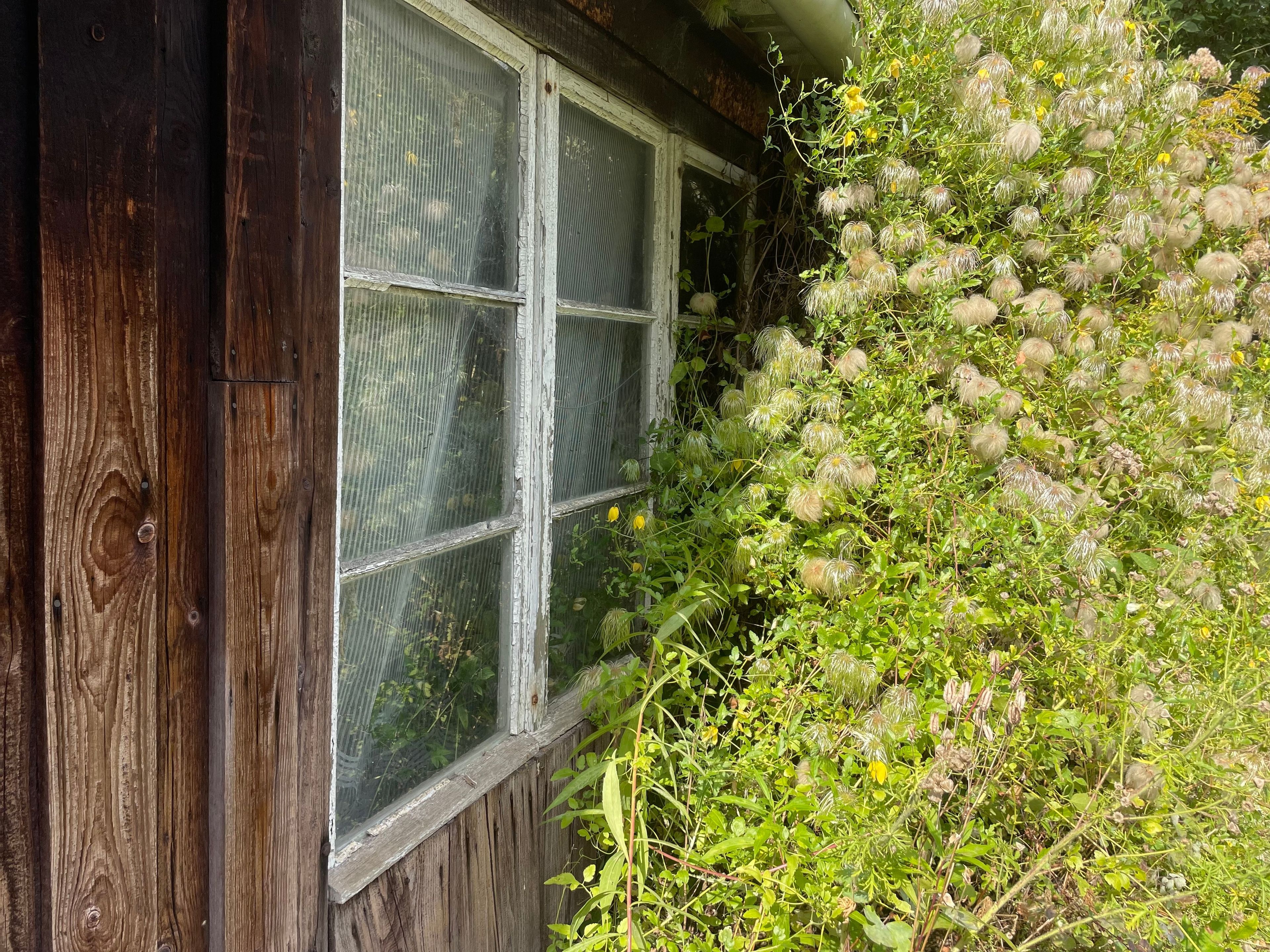 A rustic wooden building with a window partially covered by a mesh screen and overgrown vegetation.