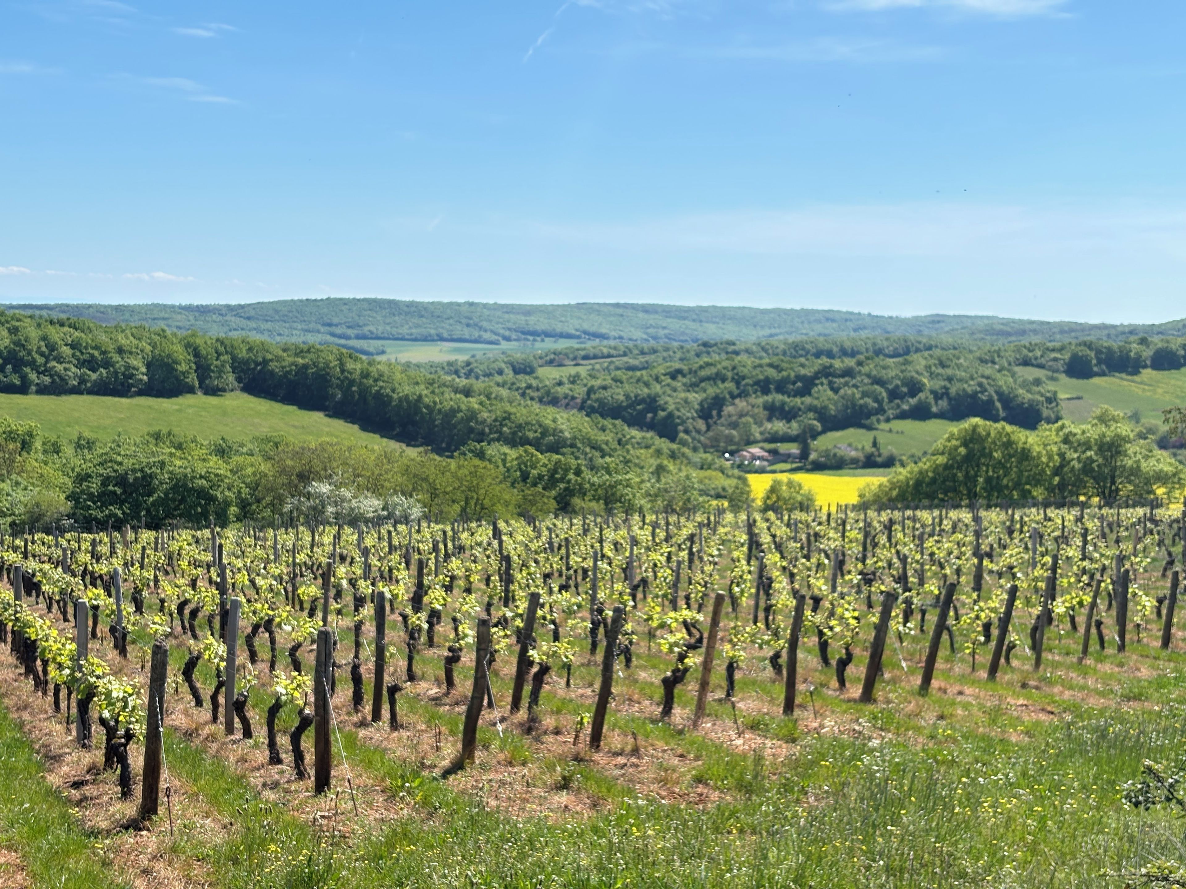 A vineyard with rows of grapevines under a clear sky.