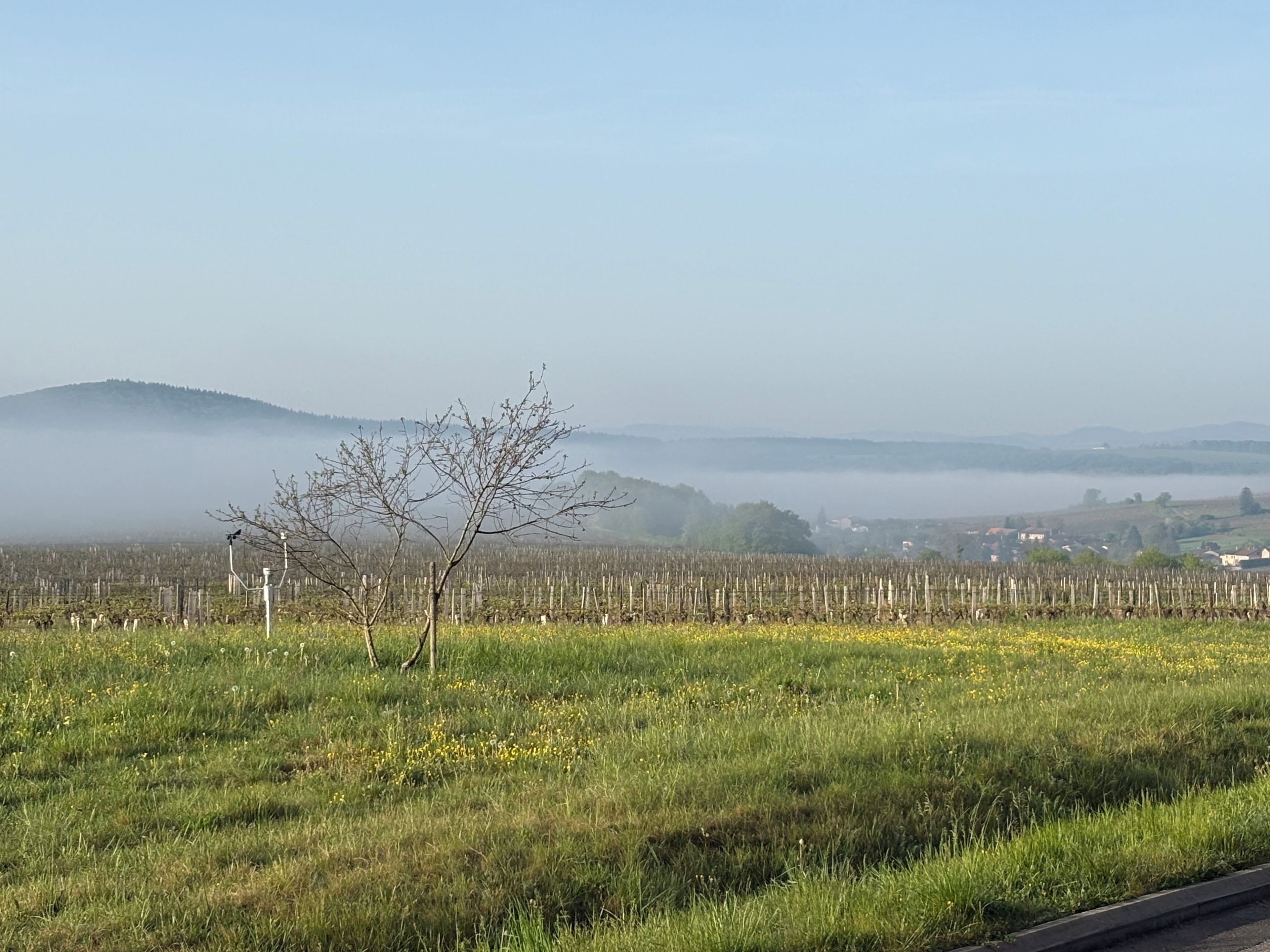 Un vignoble avec des rangées de vignes et un ciel dégagé.
